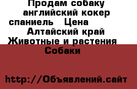 Продам собаку английский кокер спаниель › Цена ­ 4 500 - Алтайский край Животные и растения » Собаки   